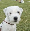 parson russell terrier